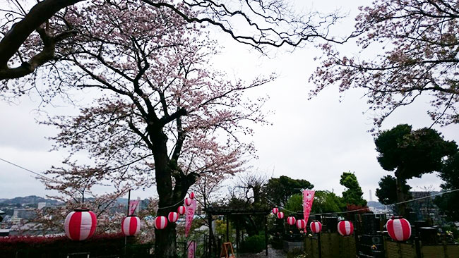 慈眼院桜と花まつり2